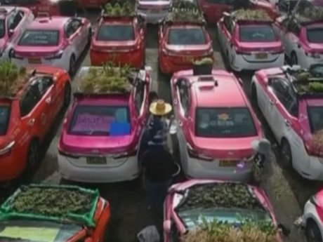 Огороды на крышах автомобилей устроили таксисты из Бангкока