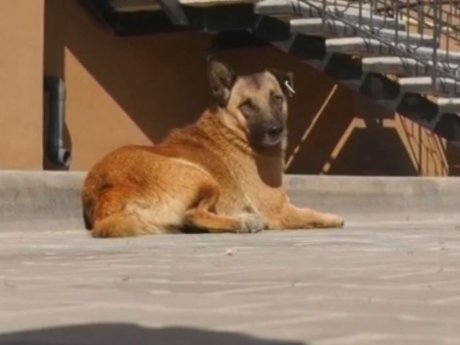 В Одессе стая собак набросилась на восьмилетнего мальчика