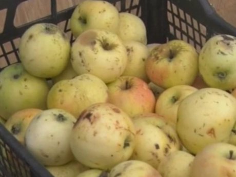 На Харківщині чоловік зарізав свою сусідку, яка зайшла до нього в гості по яблука