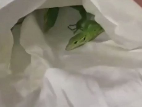 Коробку с ящерицами и змеями в салоне микроавтобуса обнаружили на Буковине