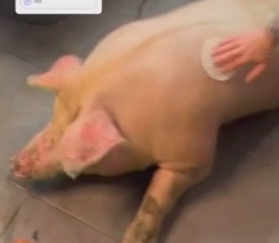Живодерство или скандальная рекламная акция: тату-салон анонсировал татуировку свиньи