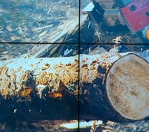 В Херсоне коммунальщики спиливают аварийные деревья