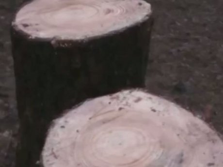Сосновый маньяк появился в одном из лесов в Николаеве