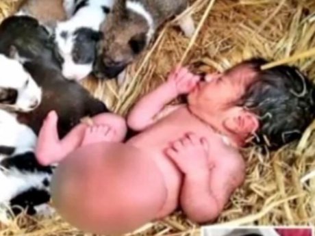 В Индии пес спас новорожденную девочку, которую мать бросила умирать посреди поля