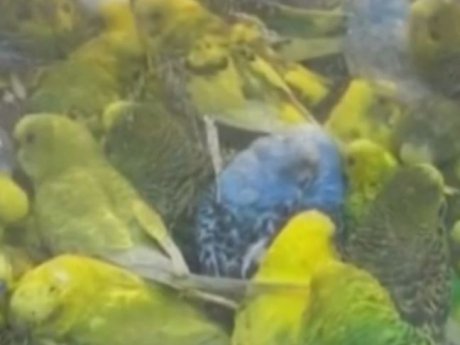Более восьмисот попугаев отдал в приют для животных житель Детройта