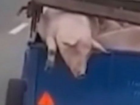 Спецоперацию под названием "Побег" устроила свинья в Закарпатье и стала звездой соцсетей