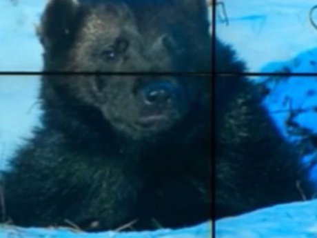 Мороз в Карпатах уложил медведей в национальном природном парке «Синевир» на Закарпатье в берлоги