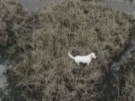 В Великобритании собаку спасли с помощью дрона и сосиски