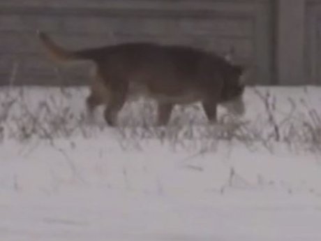 В Черкасской области орудует серийный маньяк, охотящийся на собак