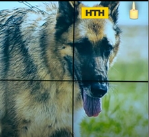 В Херсонской области служебные собаки за год помогли полицейским раскрыть около 400 преступлений