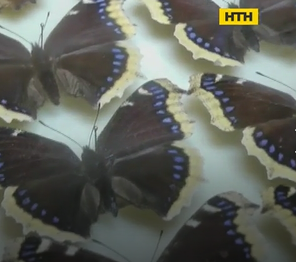 В Николаеве 33-летний мужчина собрал свою собственную коллекцию насекомых, которые есть в Украине