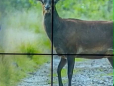 На Черкащині лісівники почали розводити оленів і диких кабанів