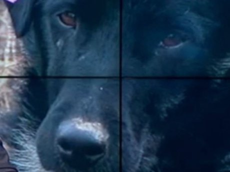 У Чернівцях пес-детектив став справжньою зіркою, адже розшукує власників гаманців, які знаходить у смітнику серед непотребу