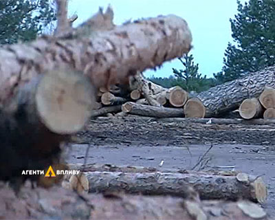 Браконьеры в "зоне отчуждения": чернобыльские лесорубы